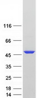 protq9y6e2 bzw2 human recombinant protein