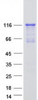 protq9y6f6 mrvi1 human recombinant protein