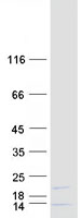 protq9y6g3 mrpl42 human recombinant protein