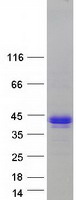 Coomassie blue staining of purified IKBKG protein