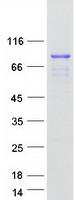 protq9y6q2 ston1 human recombinant protein