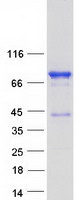 Coomassie blue staining of purified NUMBL protein