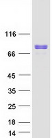 Coomassie blue staining of purified WASF2 protein