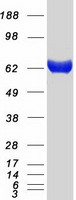 Coomassie blue staining of purified IVNS1ABP protein