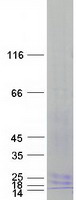 Coomassie blue staining of purified LY96 protein