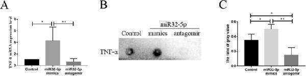 miR32-5p up-regulated TNFɑ producing in BV2 cells