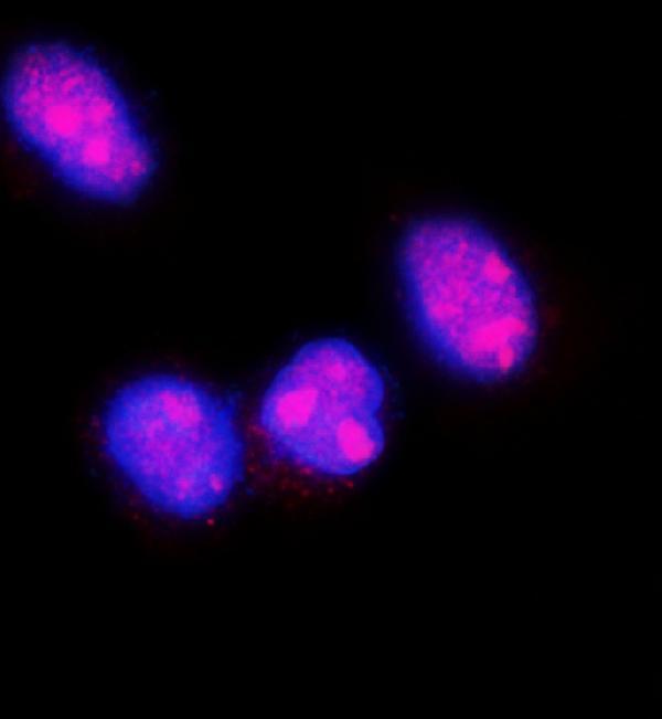  IF analysis of FGF2 using anti-FGF2 antibody (RP1006)