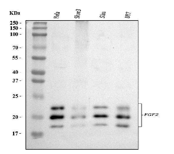  Western blot analysis of FGF2 using anti-FGF2 antibody (RP1006)