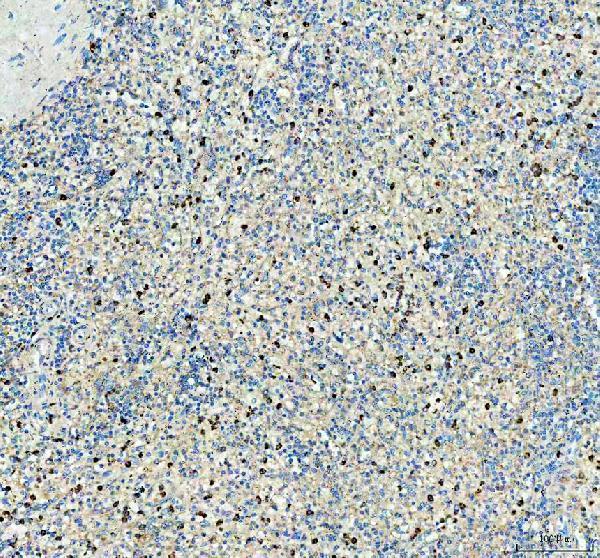 rp1010 scf primary antibodies ihc testing 1