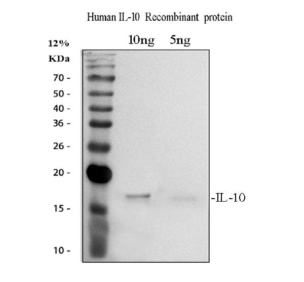 Western blot analysis of IL10 using anti-IL10 antibody (RP1014). <br> Electrophoresis was performed on a 12% SDS-PAGE gel at 80V (Stacking gel) / 120V (Resolving gel) for 2 hours. <br> Lane 1: recombinant human IL10 protein 10 ng,<br> Lane 2: recombinant human IL10 protein 5 ng.<br> After electrophoresis, proteins were transferred to a nitrocellulose membrane at 150 mA for 50-90 minutes. Blocked the membrane with 5% non-fat milk/TBS for 1.5 hour at RT. The membrane was incubated with rabbit anti-IL10 antigen affinity purified polyclonal antibody (RP1014) at 0.5 μg/mL overnight at 4°C, then washed with TBS-0.1%Tween 3 times with 5 minutes each and probed with a goat anti-rabbit IgG-HRP secondary antibody (Catalog # BA1054) at a dilution of 1:5000 for 1.5 hour at RT. The signal is developed using an ECL Plus Western Blotting Substrate (Catalog # AR1196-200) with Tanon 5200 system. A specific band was detected for IL10 at approximately 17 kDa.