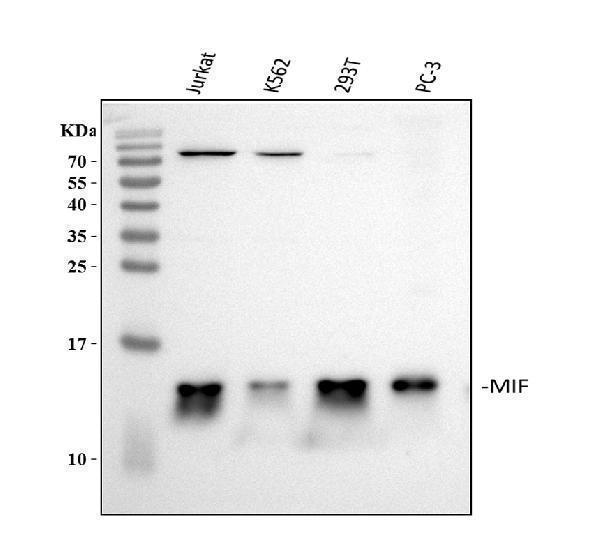 rp1020 mif primary antibodies wb testing 1