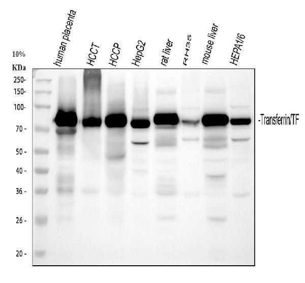 rp1022 tf primary antibodies wb testing 1