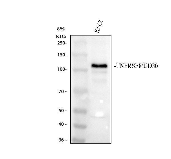 rp1029 cd30 primary antibodies wb testing 1