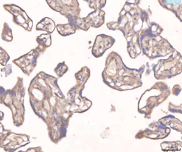 rp1037 angpt2 primary antibodies ihc testing 1