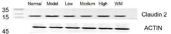 rp1042 claudin 2 primary antibody wb testing 1_1