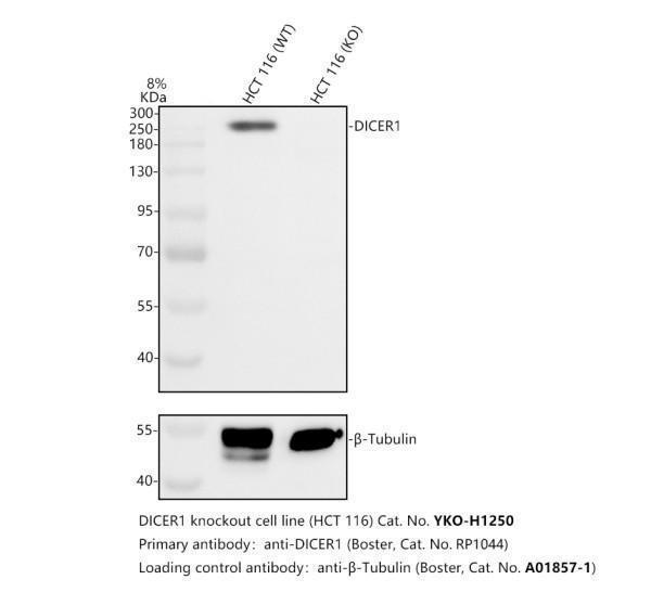 rp1044 dicer1 primary antibodies wb testing 2_1