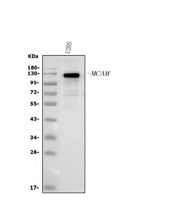 rp1050 cd146 primary antibodies wb testing 1_1