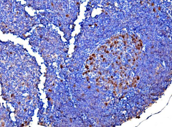 rp1052 survivin primary antibodies ihc testing 3_1