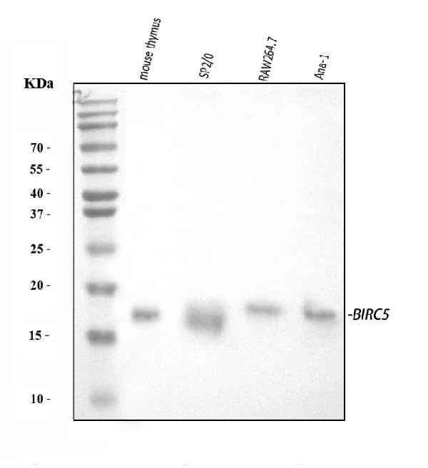 Figure 1. Western blot analysis of Survivin using anti-Survivin antibody (RP1052). Electrophoresis was performed on a 5-20% SDS-PAGE gel at 70V (Stacking gel) / 90V (Resolving gel) for 2-3 hours. The sample well of each lane was loaded with 30 ug of sample under reducing conditions. Lane 1: mouse thymus tissue lysates, Lane 2: mouse SP2/0 whole cell lysates, Lane 3: mouse RAW264.7 whole cell lysates, Lane 4: mouse ANA-1 whole cell lysates. After electrophoresis, proteins were transferred to a nitrocellulose membrane at 150 mA for 50-90 minutes. Blocked the membrane with 5% non-fat milk/TBS for 1.5 hour at RT. The membrane was incubated with rabbit anti-Survivin antigen affinity purified polyclonal antibody (Catalog # RP1052) at 0.5 microg/mL overnight at 4°C, then washed with TBS-0.1%Tween 3 times with 5 minutes each and probed with a goat anti-rabbit IgG-HRP secondary antibody at a dilution of 1:5000 for 1.5 hour at RT. The signal is developed using an Enhanced Chemiluminescent detection (ECL) kit (Catalog # EK1002) with Tanon 5200 system. A specific band was detected for Survivin at approximately 16 kDa. The expected band size for Survivin is at 16 kDa.