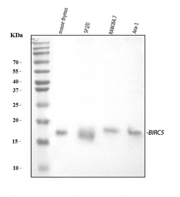 rp1052 survivin primary antibodies wb testing 1_1