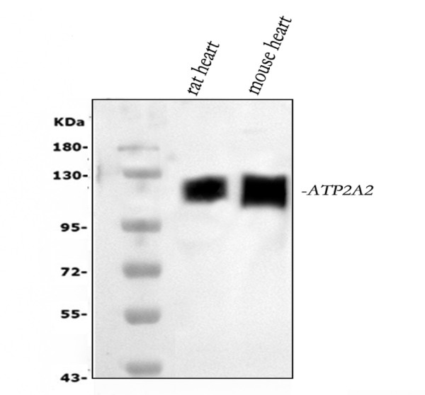 rp1054 atp2a2 primary antibodies wb testing 1_1