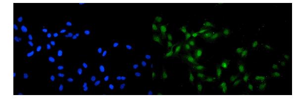 Figure 2. IF analysis of KAT13A/SRC1 using anti-KAT13A/SRC1 antibody (RP1056). KAT13A/SRC1 was detected in immunocytochemical section of U20S cells. Enzyme antigen retrieval was performed using IHC enzyme antigen retrieval reagent (AR0022) for 15 mins. The cells were blocked with 10% goat serum. And then incubated with 2microg/mL rabbit anti-KAT13A/SRC1 Antibody (RP1056) overnight at 4°C. DyLight®488 Conjugated Goat Anti-Rabbit IgG (BA1127) was used as secondary antibody at 1:100 dilution and incubated for 30 minutes at 37°C. The section was counterstained with DAPI. Visualize using a fluorescence microscope and filter sets appropriate for the label used.