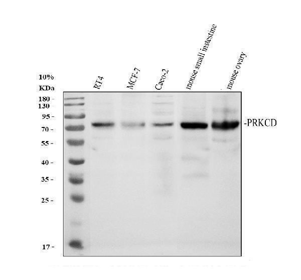rp1058 prkcd primary antibodies wb testing 1