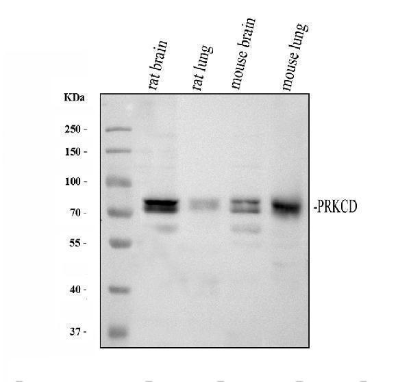 rp1058 prkcd primary antibodies wb testing 2