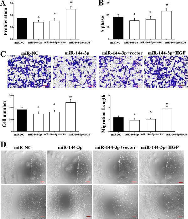 Function of miR-144-3p in A549 cells