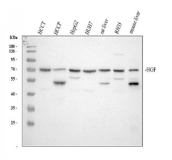 rp1062 hgf primary antibodies wb testing 1