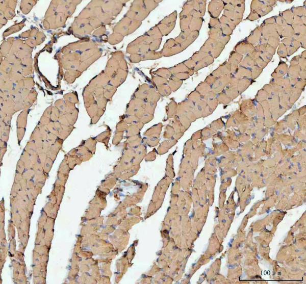 rp1070 actin primary antibodies ihc testing 7_1
