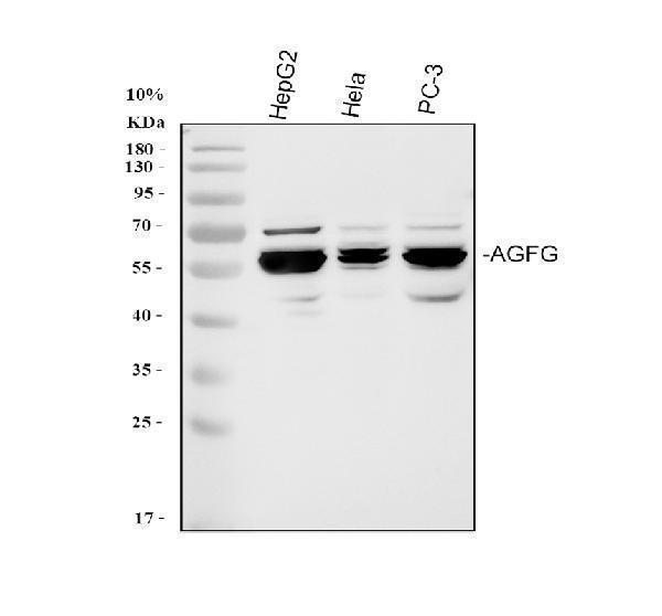 rp1071 agfg1 primary antibodies wb testing 1