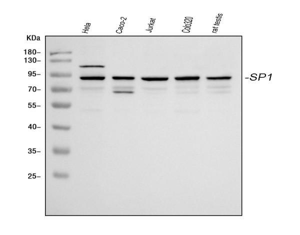 rp1072 sp1 primary antibodies wb testing 1_1