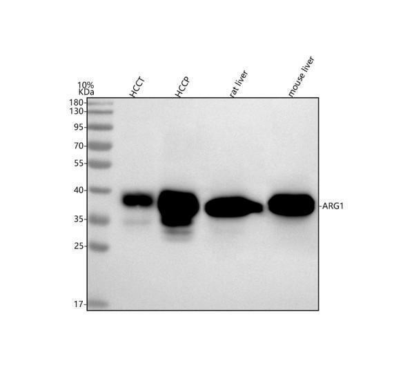 rp1075 arg1 primary antibodies wb testing 1_1