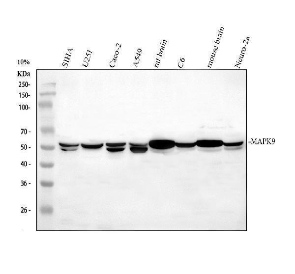 Western blot analysis of JNK2/MAPK9 using anti-JNK2/MAPK9 antibody (RP1077)