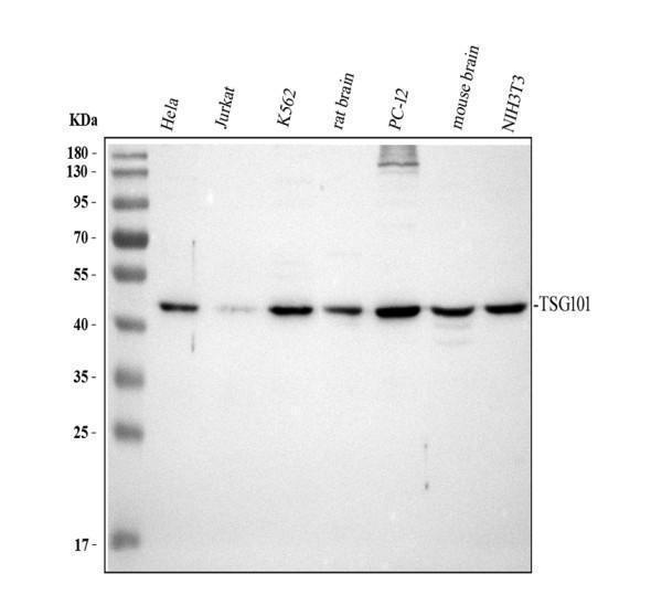 rp1078 tsg101 primary antibodies wb testing 1_1