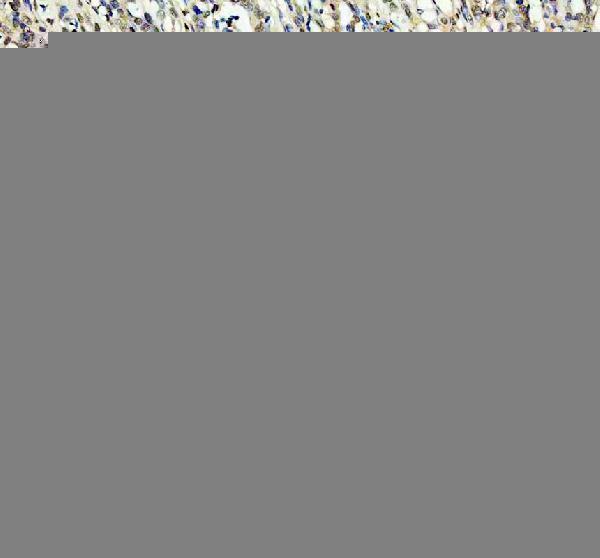 rp1082 clock primary antibodies ihc testing 2