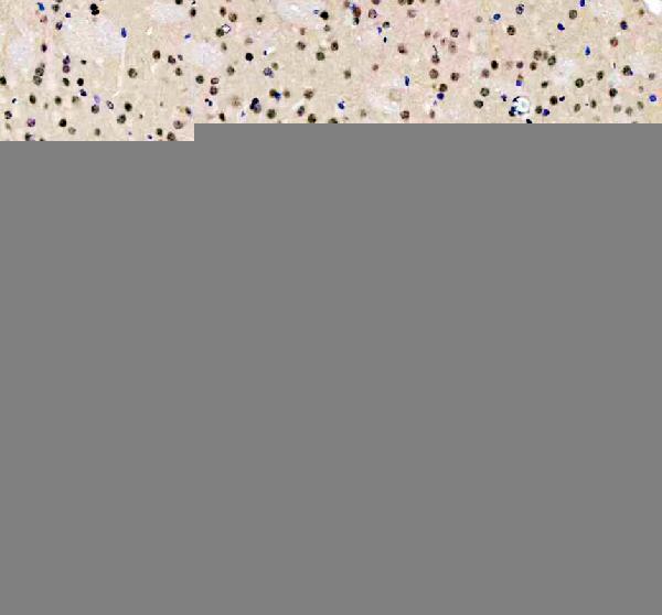 rp1082 clock primary antibodies ihc testing 3