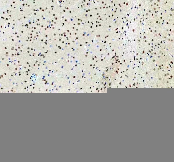 rp1082 clock primary antibodies ihc testing 4