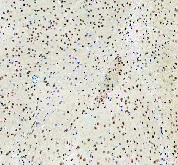 rp1082 clock primary antibodies ihc testing 4_1