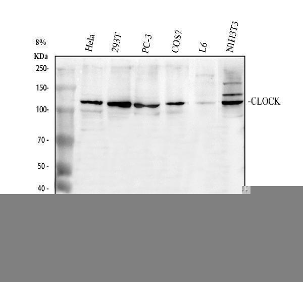 rp1082 clock primary antibodies wb testing 1