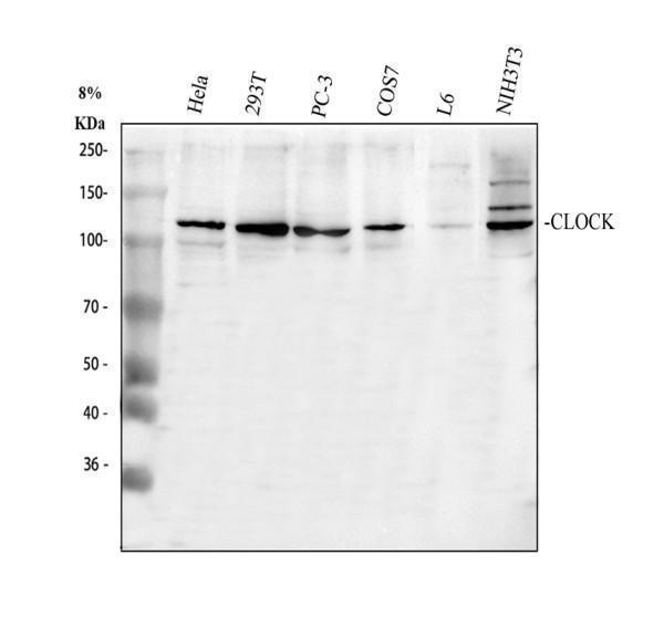  Western blot analysis of KAT13D/CLOCK using anti-KAT13D/CLOCK antibody (RP1082)