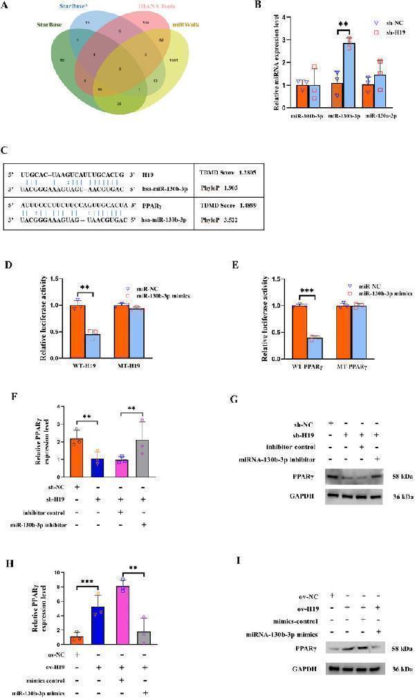 rp1085 fgene 16 1529797 g003