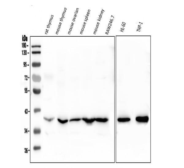 rp1086 fosb primary antibodies wb testing 1_1