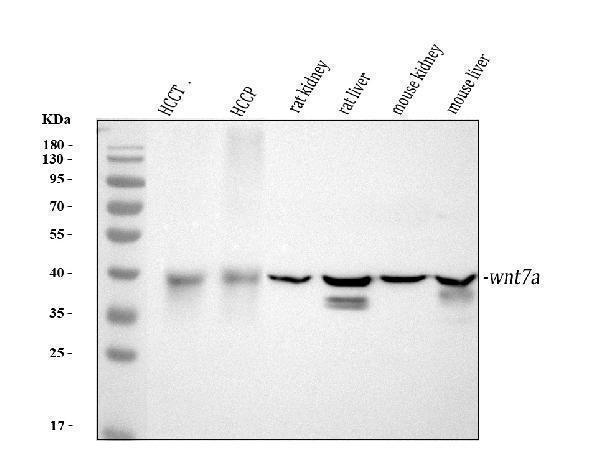 rp1088 wnt7a primary antibodies wb testing 1
