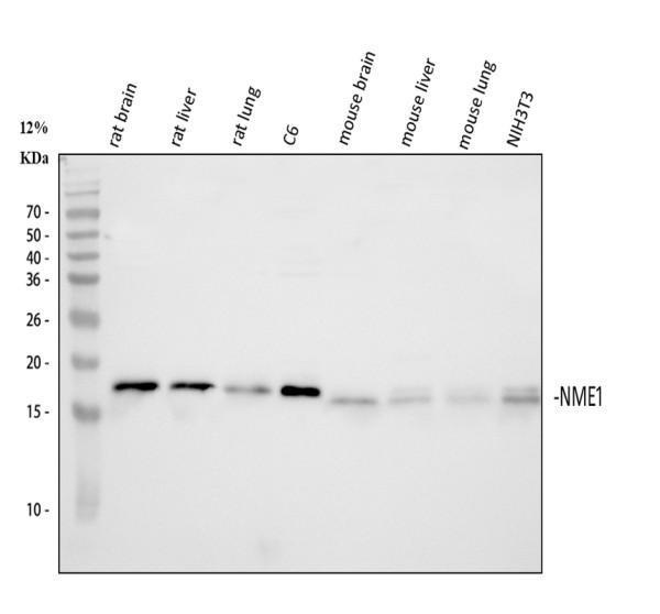 rp1090 nm23a primary antibodies wb testing 2_1