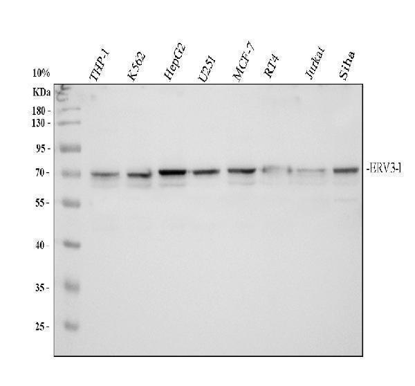 rp1091 erv31 primary antibodies wb testing 1