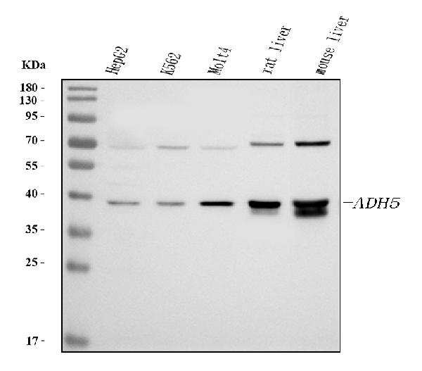 Western blot analysis of ADH5 using anti-ADH5 antibody (RP1111).