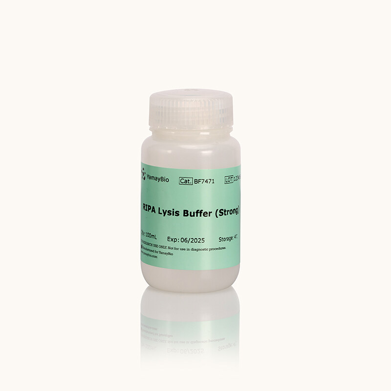 RIPA Lysis Buffer (Strong)