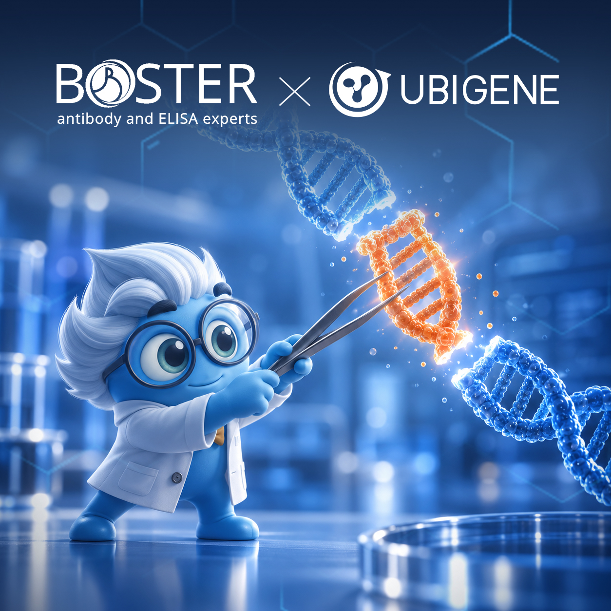 Boster Bio and Ubigene Biosciences collaboration on knockout cell line antibody validation